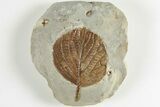 Paleocene Fossil Leaf - Montana #201322-1